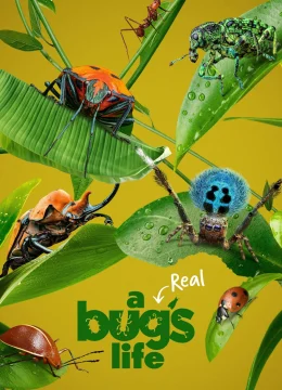 Xem Phim A Real Bug’s Life Vietsub HD Online