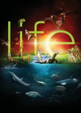 Xem Phim Cuộc Sống Hoang Dã Vietsub HD Online