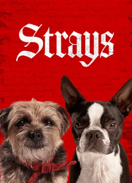 Xem Phim Những Chú Chó Bụi Đời Vietsub HD Online