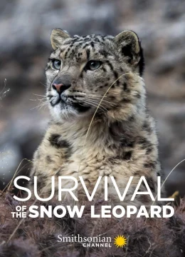 Xem Phim Survival Of The Snow Leopard Vietsub HD Online